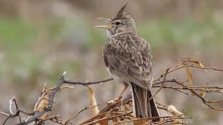 Cappellaccia - Crested Lark (Galerida cristata) -sound-