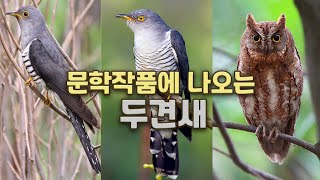 [2분 상식] 고대 문학작품에 자주 등장하는 두견새는 어떤새? 뻐꾸기, 소쩍새와 어떻게 다를까?