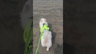 Morning walk in the sea beach 🏖️beach#Shorts#ytshorts#cute#funny#dog walk