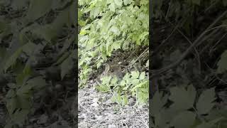 RARE FIND 🐇: Staff Members Of The California State Parks In Mendocino County Made A Rare Discovery
