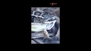 개구리를 잡아 먹는 살모사 / A serpent eating a frog!   #shorts