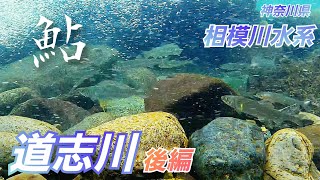 『清流巡り』相模川水系道志川　後編　相模川合流　2023 ６月