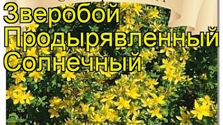 Зверобой продырявленный Солнечный. Краткий обзор, описание характеристик hypericum Solnechnyj