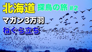 大迫力！マガン3万羽が一斉に飛び立つ！