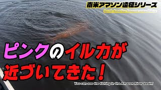 衝撃映像！！アマゾン川にピンクの妖精が現れた！そして手懐けた！地球遊び ＃30