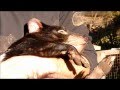 Tasmanian Devil at Trowunna Wildlife Park and Androo Kelly