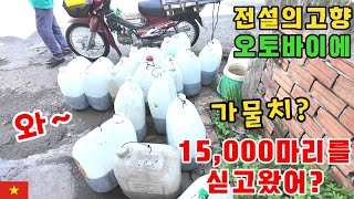 [가물치양식] 베트남연못 가물치치어 3000마리방생 대략난감! (kiengiangtv)