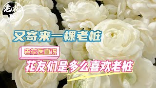 【寄养虎头茉莉】又寄来一棵老桩，老花医直说花友们是多么喜欢老桩！.Foster European wood Two JoeRed plum in the Tiger head jasmine.