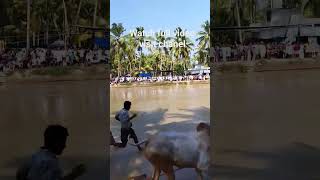 കുത്തിപ്പ് കണ്ടോ ആ വരവ് #shorts #short #shortvideo #shortsvideo