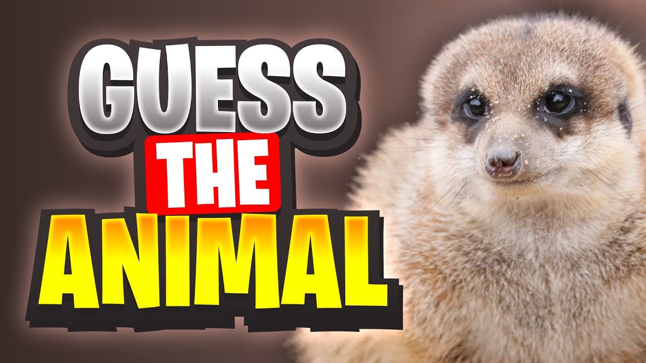 Guess The Animal Quiz 126 Youtube