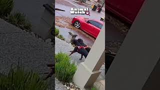 🚨 CAUGHT ON CAMERA | Dogs Being Goobers