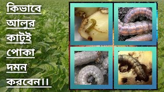 How to control potato cutting insects।। কিভাবে আলুর কাটুই পোকা দমন করবেন