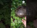 Saving Pangolin life in Nepal | ट्यांकीमा फसेकाे सालककाे उद्दार गर्दै | Rescue of Pangolin