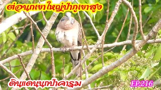 ต่อนกเขาใหญ่ป่าภูเขาสูง | ดินแดนนกป่าคารม | EP.216