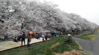 熊谷市荒川土手　桜堤