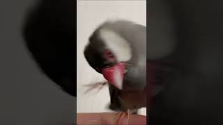 頭かいたら顔がデカくなった文鳥　java sparrow