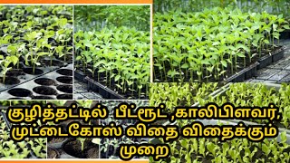 குழித்தட்டில்  விதை விதைப்பு /protray seed sowing in beetroot ,cabbage, cauliflower,knolkhol