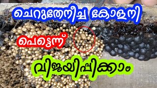 ചെറുതേനീച്ച കോളനി പെട്ടെന്ന് വിജയിപ്പിക്കാം || The Stingless bee colony can thrive quickly