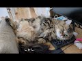 ママに甘えたくなった猫 手を握られると？【ミヌエット】what happens when you hold the hand of a cat who wants to pamper you.