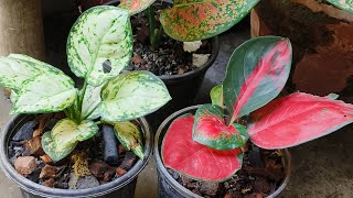 Aglaonema Plant Repotting