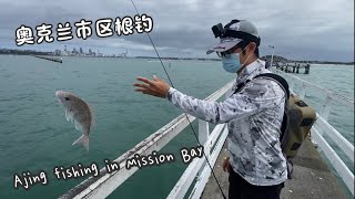 Ajing fishing in Auckland city