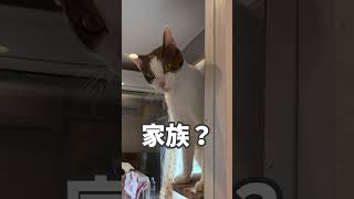 オアシスパークで逢えるのを楽しみにしています。7月７日奇跡の子猫の譲渡会でお待ちしてます。 #ネコリパ #保護猫 #譲渡会＃cat#short＃保護猫カフェ