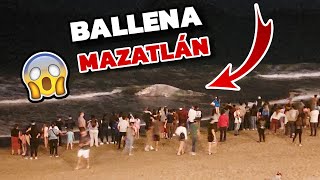 Ballena varada en Mazatlán SINALOA noticia al MOMENTO