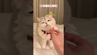 小公猫和小母猫的性格真的不一样！