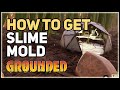 How to get Slime Mold Grounded