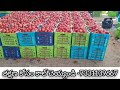 22 01 25 madanapalle tomato market price today today tomato market rate in madanapalle today