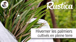 Hiverner les palmiers cultivés en pleine terre