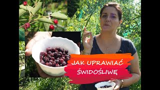 Świdośliwa lamarcka, olcholistna - uprawa