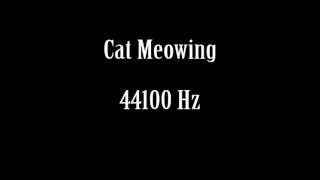 Cat Meow Meowing Sound Effect Free High Quality Sound FX