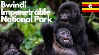 Exploring Bwindi Impenetrable National Park: Uganda's Hidden Gem