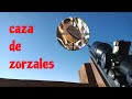 Caza de zorzales temporada agosto 2020 / rifle pr900w