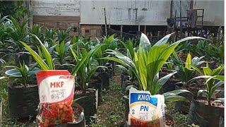 Pupuk MKP & KNO3 5 Bulan 1 minggu  PPKS YANGAMBI