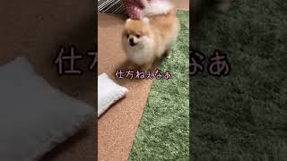 おいで対決！　#pomeranian #ポメラニアン #きなこ #小型犬 #dog #shorts #कुत्ता #विभिन्न