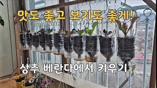 옥상, 베란다 텃밭가꾸기 #2 상추 페트병에 키우기