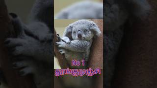 World's Sleepiest creature(Eng subtitle)/உலகின் நம்பர் 1 தூங்குமுஞ்சி கோலாபியர்🐨🐨#shorts