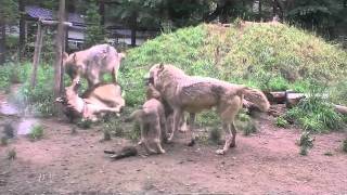 5頭でじゃれ合うオオカミたち~Wolfpack