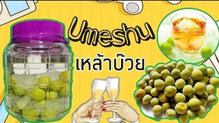 วิธีดองเหล้าบ๊วย แบบญี่ปุ่น How to make Umeshu