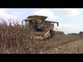 Corn Harvest 2016: CLAAS Lexion Combines with 18 Row Corn Heads