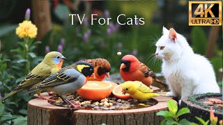 Relaxing Cat TV 😸 Birds \u0026 Squirrels Explore a Vibrant Blooming Garden 🐿️ 4K HDR Videos for Cats