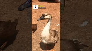 അരയന്നങ്ങൾ ആടയിരിക്കുന്നത് കണ്ടിട്ടുണ്ടോ ? Geese Hatching | Bird Hatching | Egg