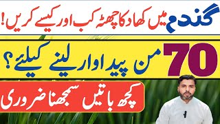 Master Wheat Fertilizer: Timing is Everything || Farming Expert 786