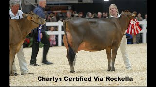 Toronto RAWF.Jersey Junior 2yr old Class.