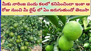 నారింజ పండు కలలో కనిపిస్తే|narinja Pandu kalalo vaste|bitter Orange dream meaning|Orange dreams