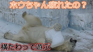 疲れたの？横たわって遊ぶホウちゃん💗【天王寺動物園】