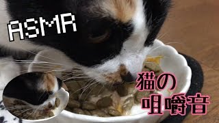 【ASMR】~猫の咀嚼音~ウェットフード＋カリカリを食べる音♪【元野良猫】