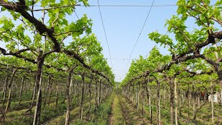 દ્રાક્ષની ખેતી - મહારાષ્ટ્ર | Grapes Farming in India | Agriculture | ગામ ગોઠડી || GAAM GOTHADI